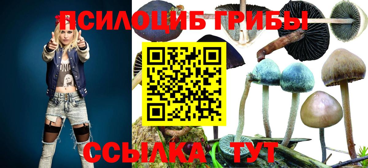 Галлюциногенные грибы Psilocybine cubensis Зеленогорск
